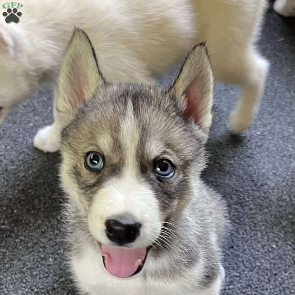 Maverick, Siberian Husky Puppy