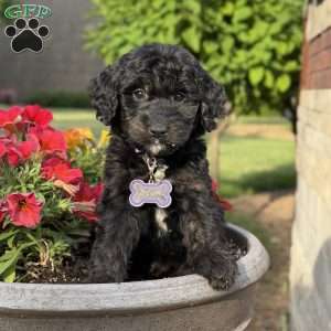 Leo, Golden Mountain Doodle Puppy