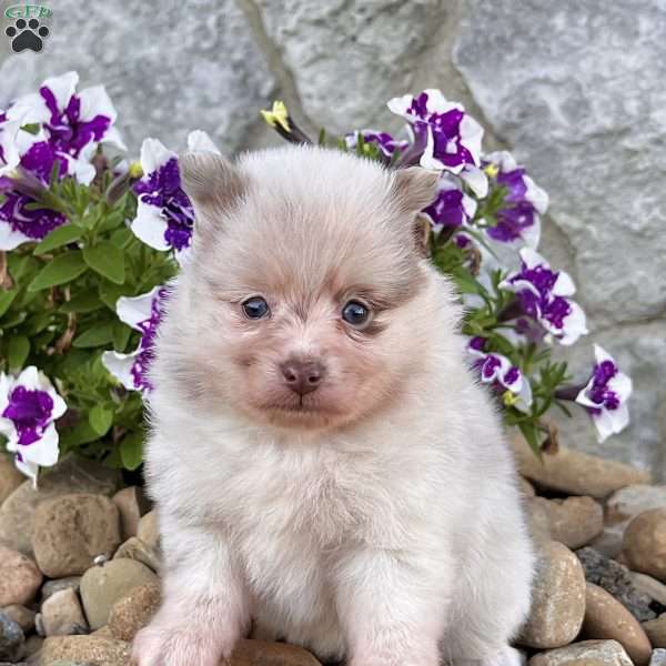 Sugar, Pomeranian Puppy