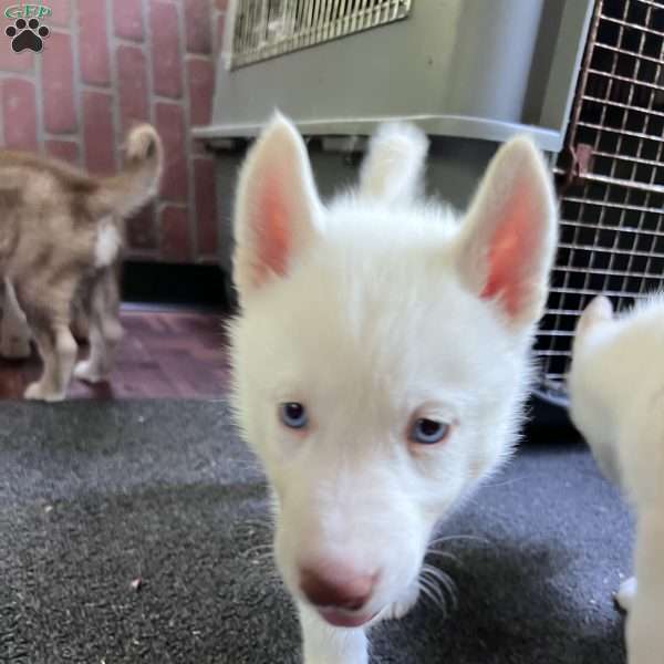 Ice Prince, Siberian Husky Puppy