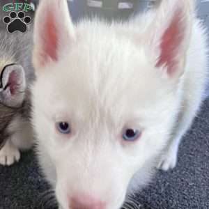 Ice Prince, Siberian Husky Puppy