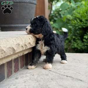 Oreo, Golden Mountain Doodle Puppy
