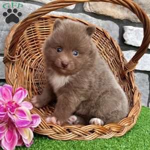 Teddy, Pomeranian Puppy
