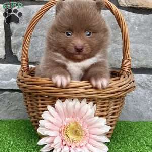 Teddy, Pomeranian Puppy