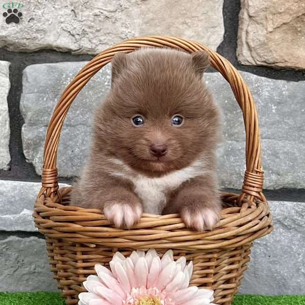 Teddy, Pomeranian Puppy