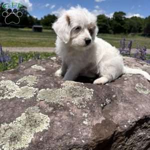 Halo, Morkie-Poo Puppy