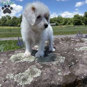 Halo, Morkie-Poo Puppy