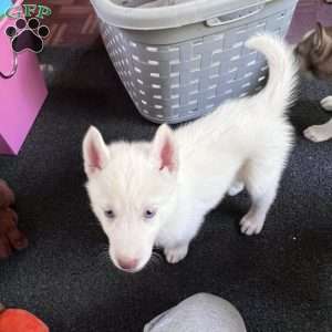 Ice Prince, Siberian Husky Puppy