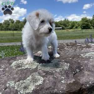 Halo, Morkie-Poo Puppy