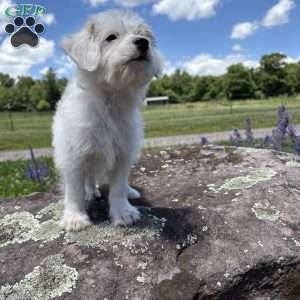 Halo, Morkie-Poo Puppy