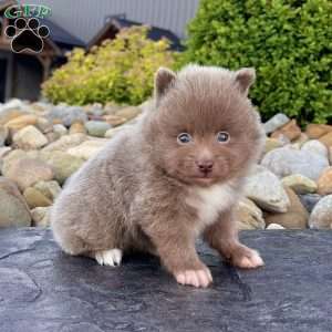 Teddy, Pomeranian Puppy