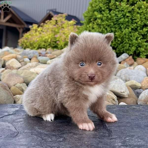 Teddy, Pomeranian Puppy