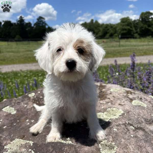Halo, Morkie-Poo Puppy