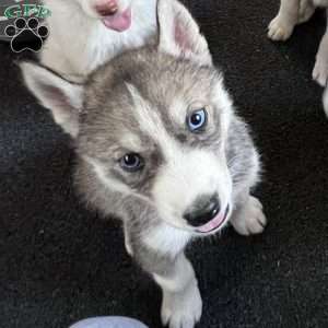 Maverick, Siberian Husky Puppy