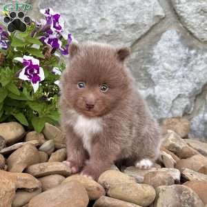 Teddy, Pomeranian Puppy