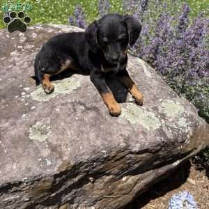 Chief Bogo, Morkie-Poo Puppy