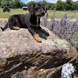 Chief Bogo, Morkie-Poo Puppy