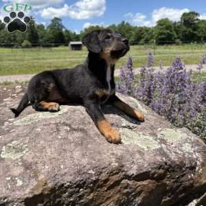 Chief Bogo, Morkie-Poo Puppy
