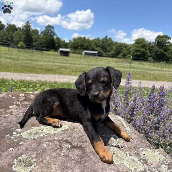 Chief Bogo, Morkie-Poo Puppy