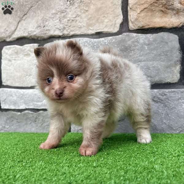 Winston, Pomeranian Puppy