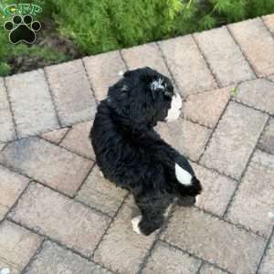 Oreo, Golden Mountain Doodle Puppy