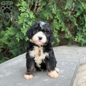 Oreo, Golden Mountain Doodle Puppy