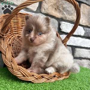 Winston, Pomeranian Puppy