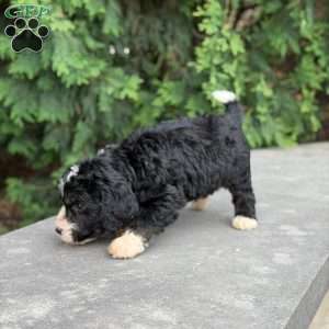 Oreo, Golden Mountain Doodle Puppy