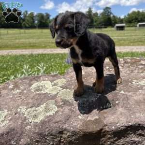 Chief Bogo, Morkie-Poo Puppy