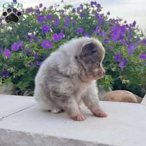 Winston, Pomeranian Puppy