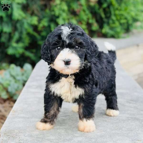 Oreo, Golden Mountain Doodle Puppy
