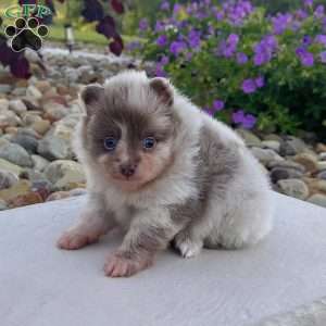 Winston, Pomeranian Puppy