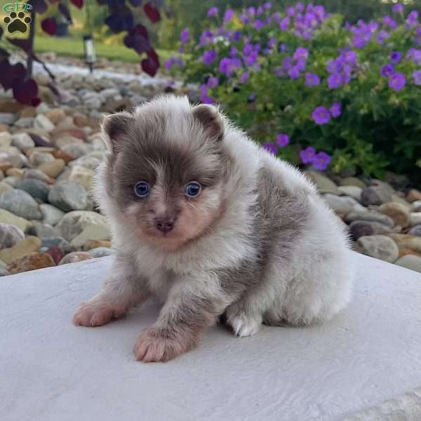 Winston, Pomeranian Puppy