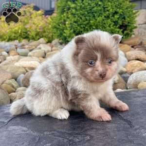 Winston, Pomeranian Puppy