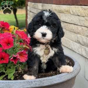 Oreo, Golden Mountain Doodle Puppy
