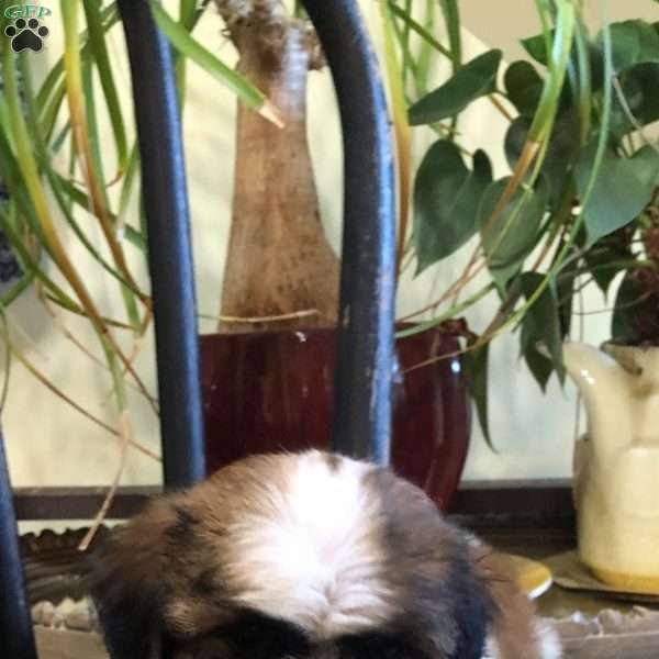 Milo, Shih Tzu Puppy