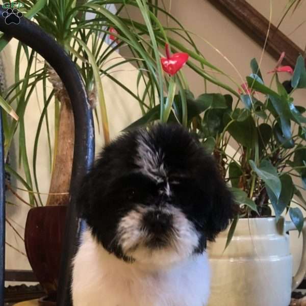 Millie, Shih Tzu Puppy