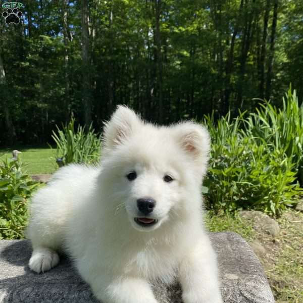 Sandy, Samoyed Puppy