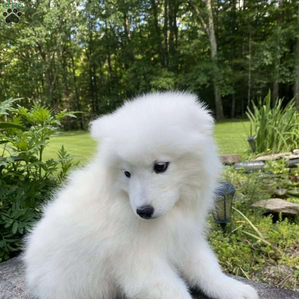 Reef, Samoyed Puppy