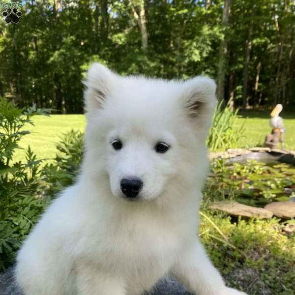 Seashell, Samoyed Puppy