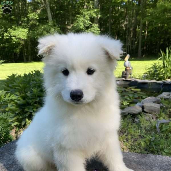 Saylor, Samoyed Puppy