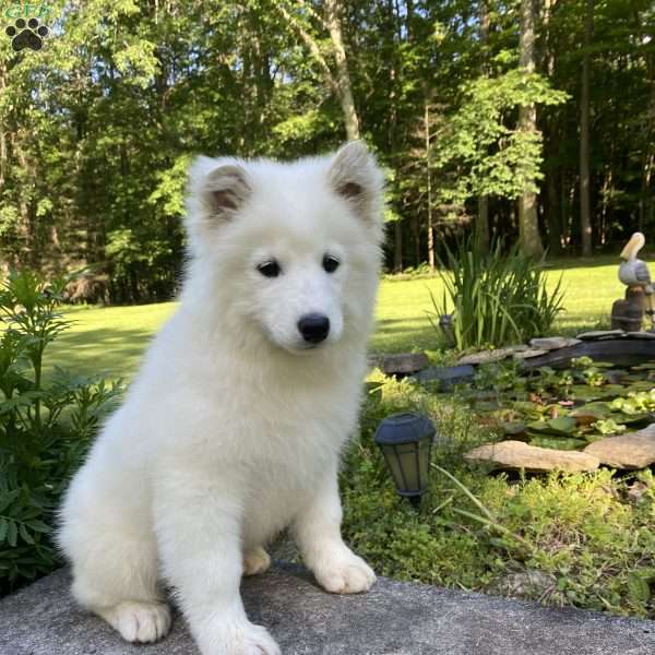 Coral, Samoyed Puppy