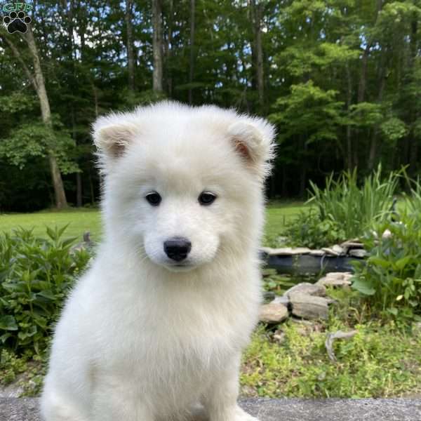 Shelly, Samoyed Puppy