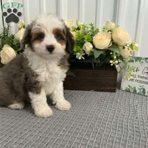 Shadow, Mini Aussiedoodle Puppy