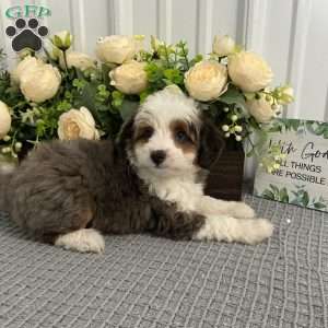 Shadow, Mini Aussiedoodle Puppy