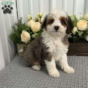Shadow, Mini Aussiedoodle Puppy