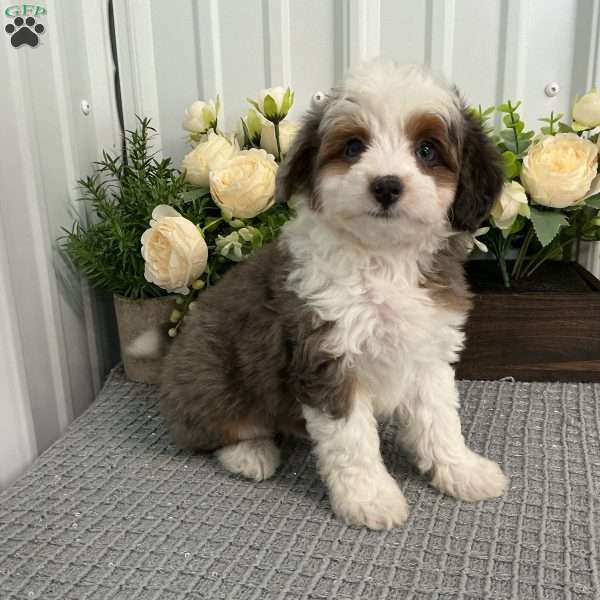 Shadow, Mini Aussiedoodle Puppy