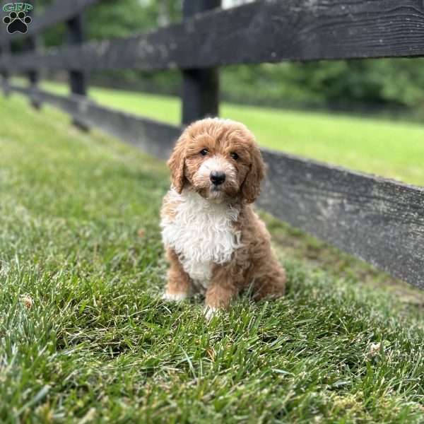 Skye, Mini Goldendoodle Puppy
