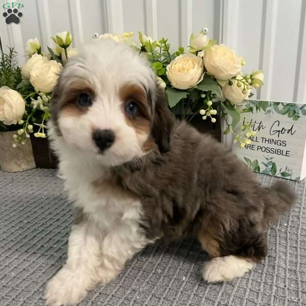 Shadow, Mini Aussiedoodle Puppy