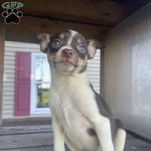 Trinity, Rat Terrier Puppy